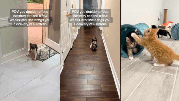 What can i outlet feed a stray kitten