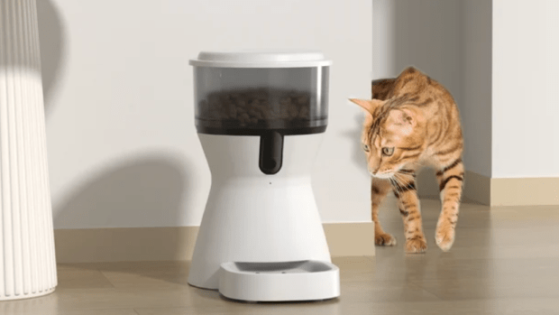 Timed cat feeder walmart cheap