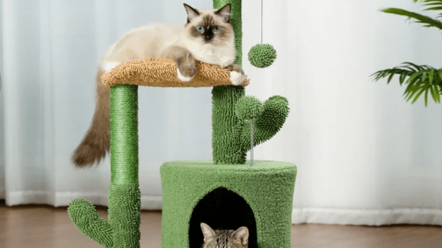 Walmart s Cool Cactus Cat Tree Tower Is Currently Over 50 Off Parade Pets