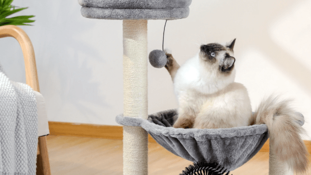 Pet parade 2 tier cat tower outlet