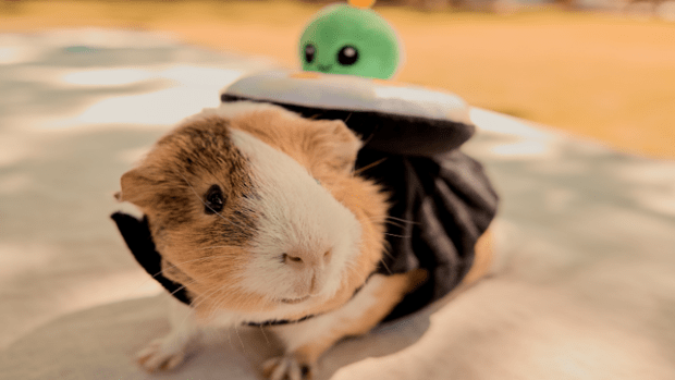 Guinea pig sushi costume clearance
