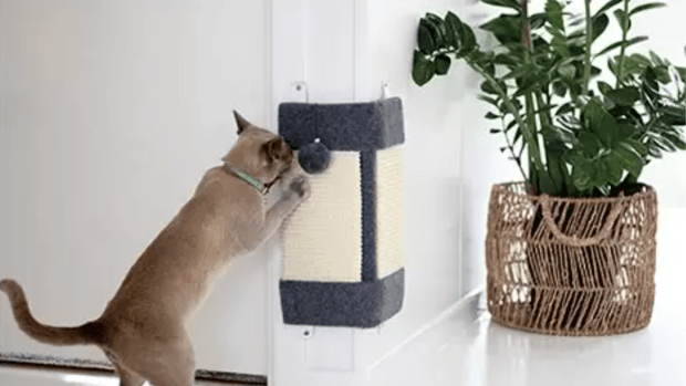 Aldi cat scratching post 2019 store