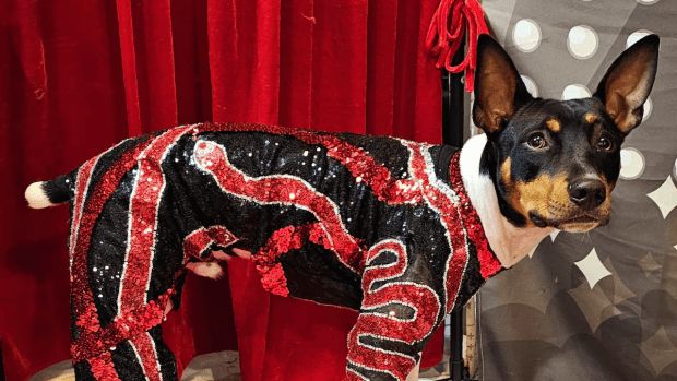 Ham dog costume clearance