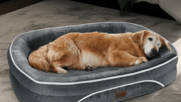 Walmart Is Selling a Cozy 68 Dog Bed for Only 30 but It ll Sell Out Fast Parade Pets