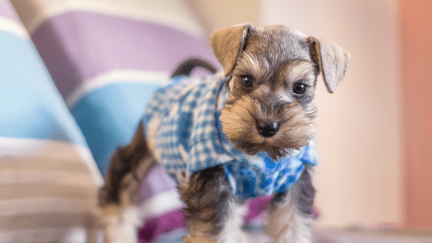 Schnauzer baby clothes outlet