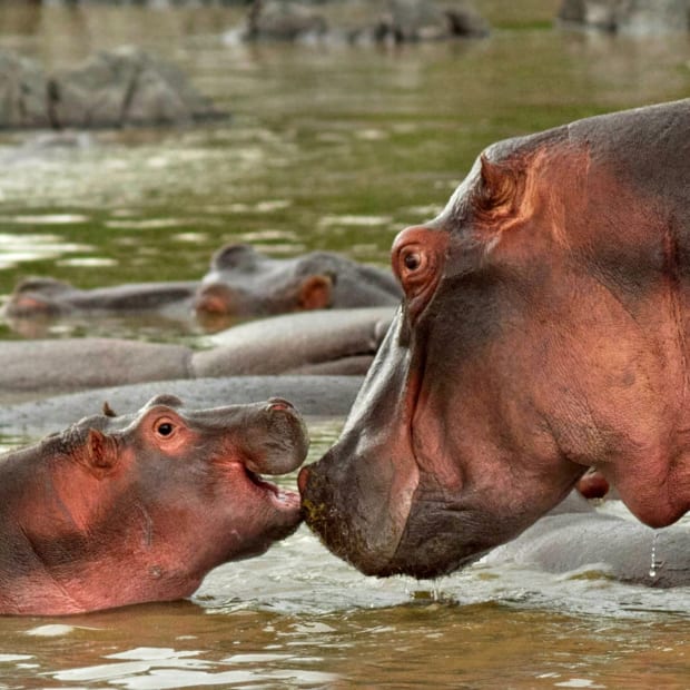 Mama and baby hippo