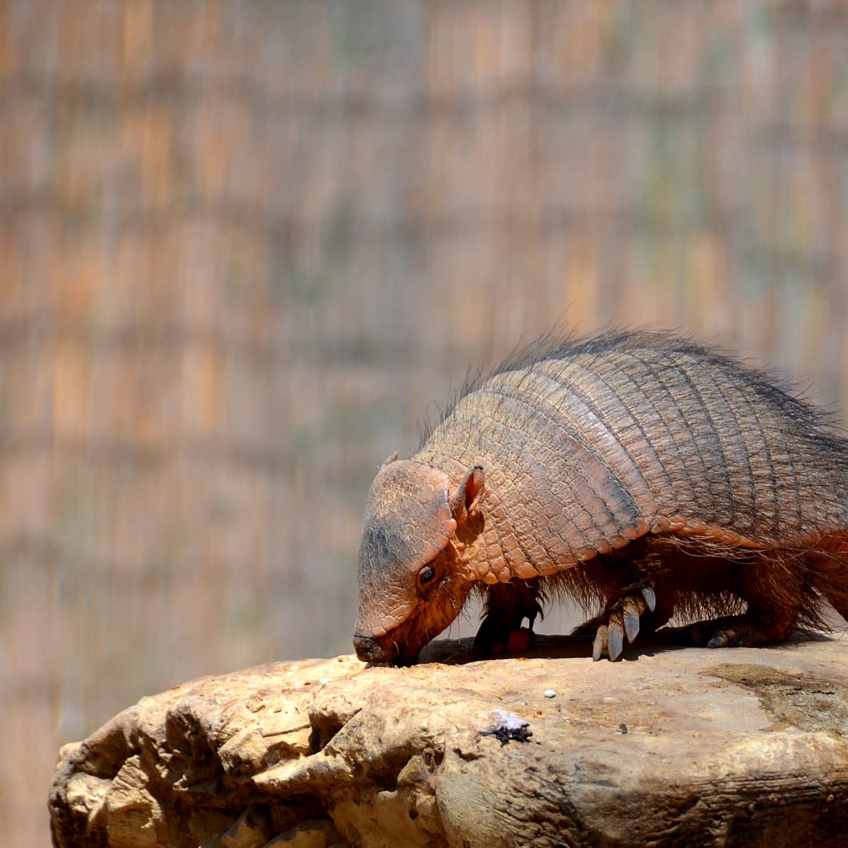 Screaming Hairy' Armadillo's Tiny Cries Are Completely Irresistible -  Parade Pets