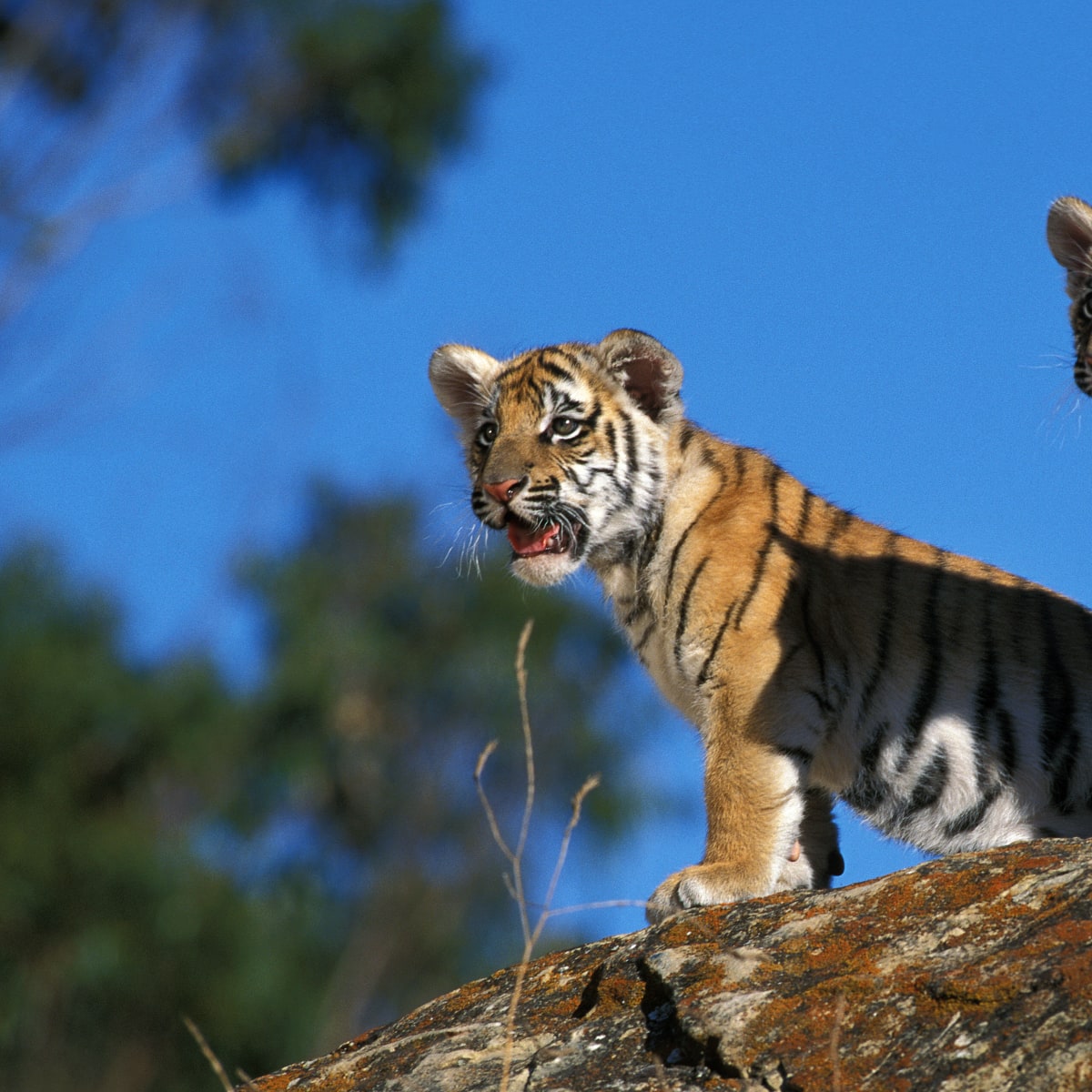 Photographer Captures the Rare Moment Newborn Tiger Cubs Emerge From a Den  for the First Time