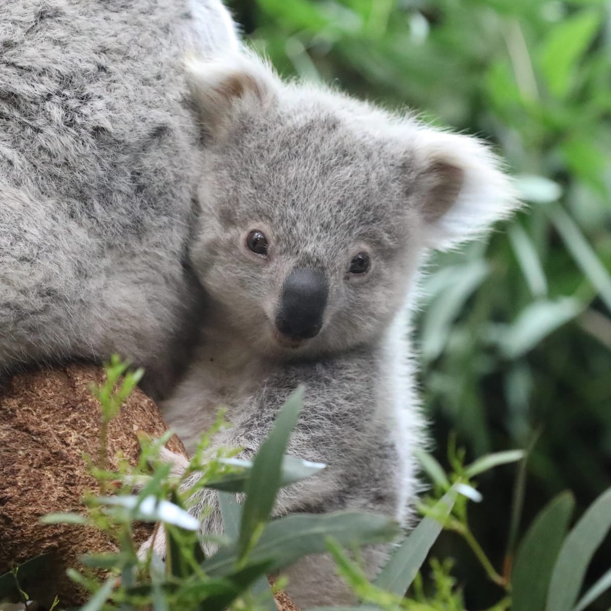 Woman Serves As 'Surrogate Mom' to Koala Joey and Everyone Wants