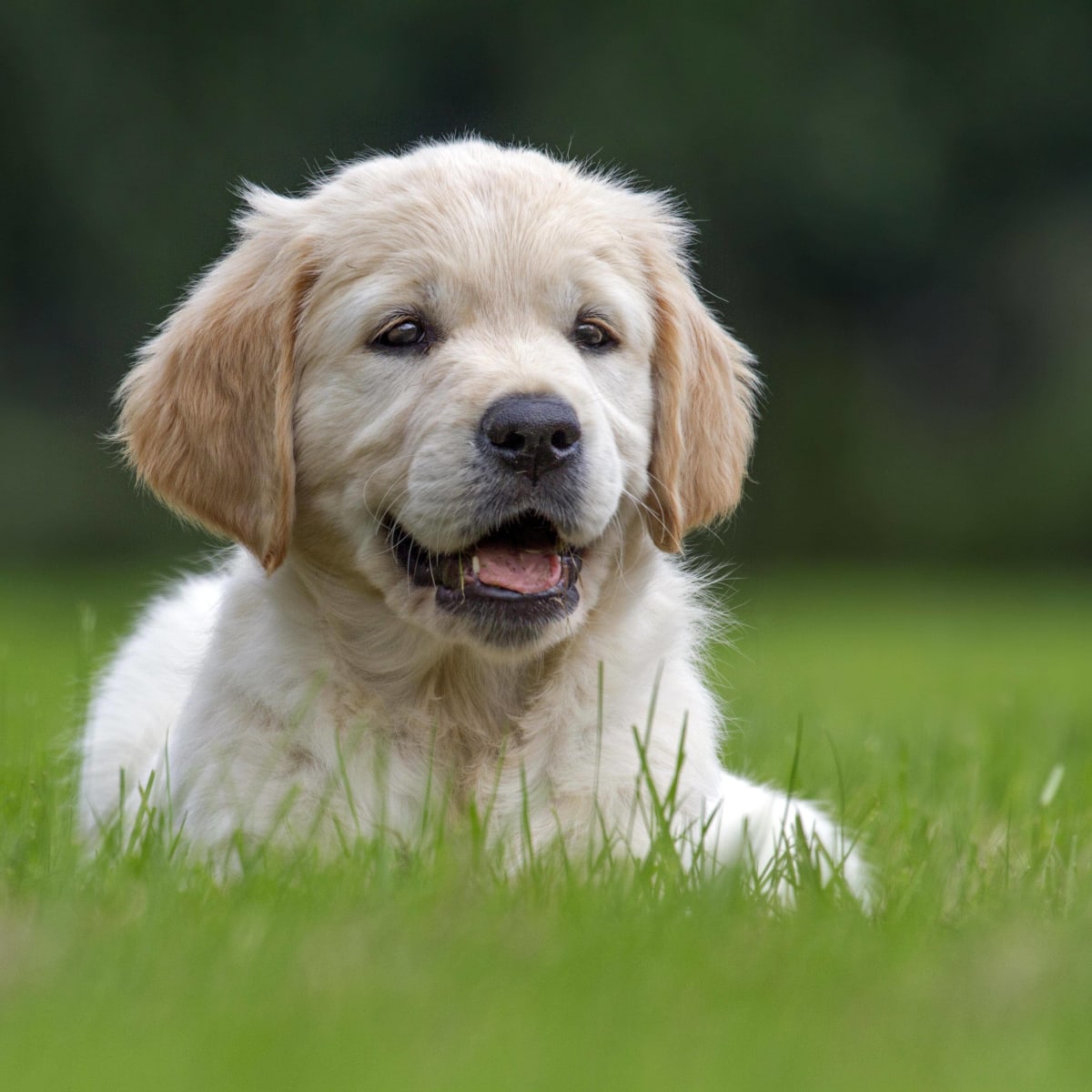 How to Crate Train a Golden Retriever Puppy - PetHelpful