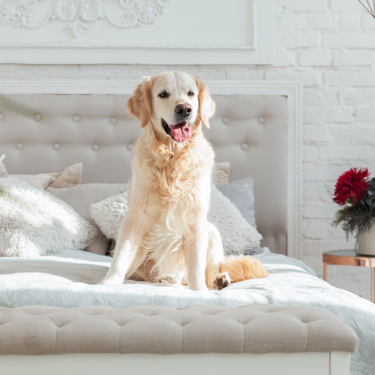 Golden Retriever Puppy's Instant Bond With Newborn Baby Is So Beautiful -  PetHelpful News