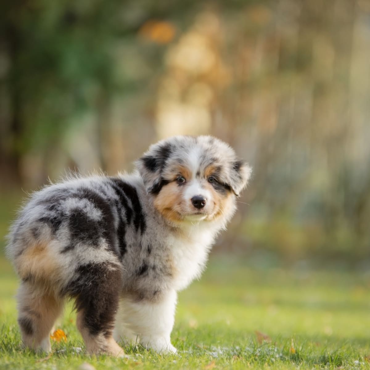 Shepherd Puppy Names Best Australian Shepherd Names Unique