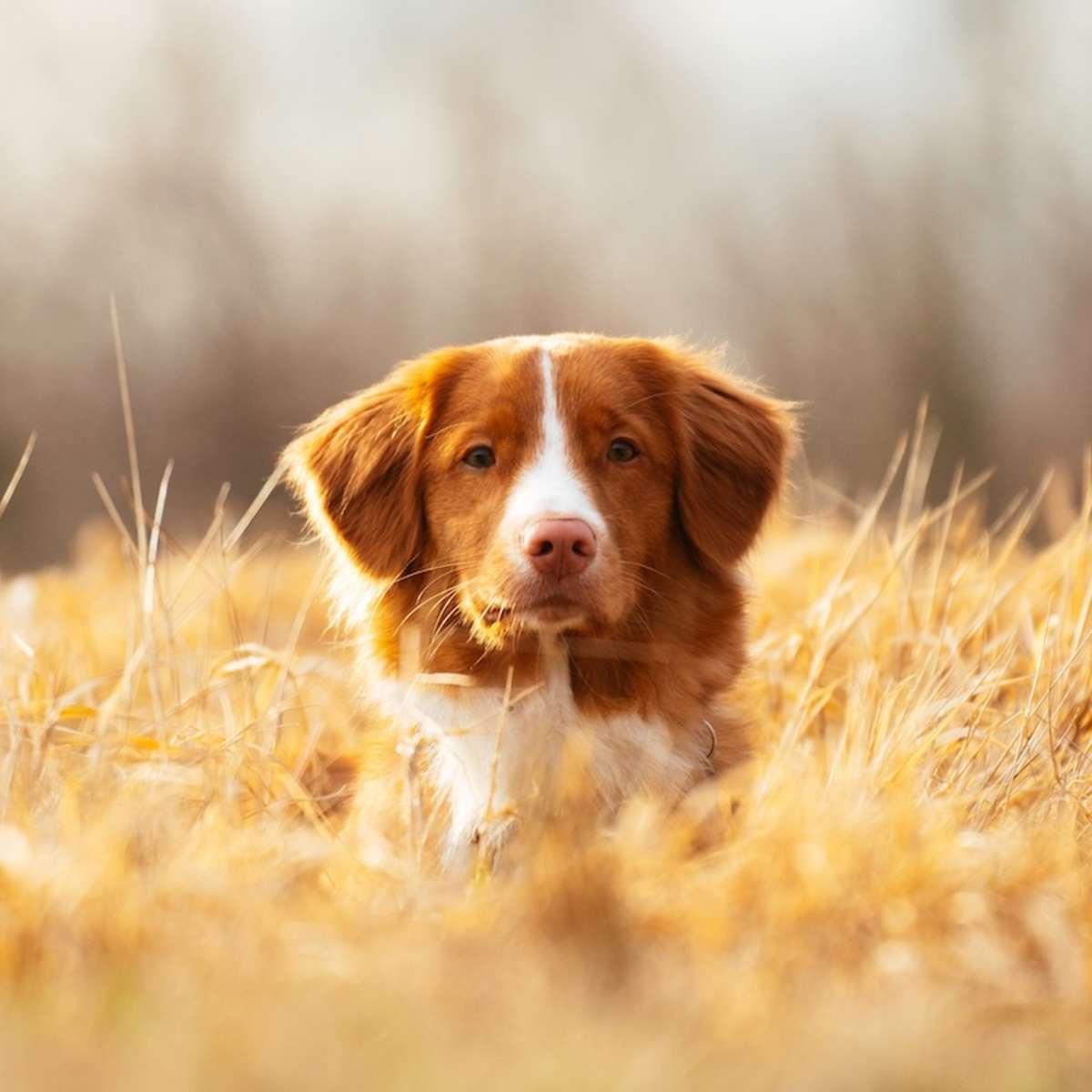 does the nova scotia duck tolling retriever love children