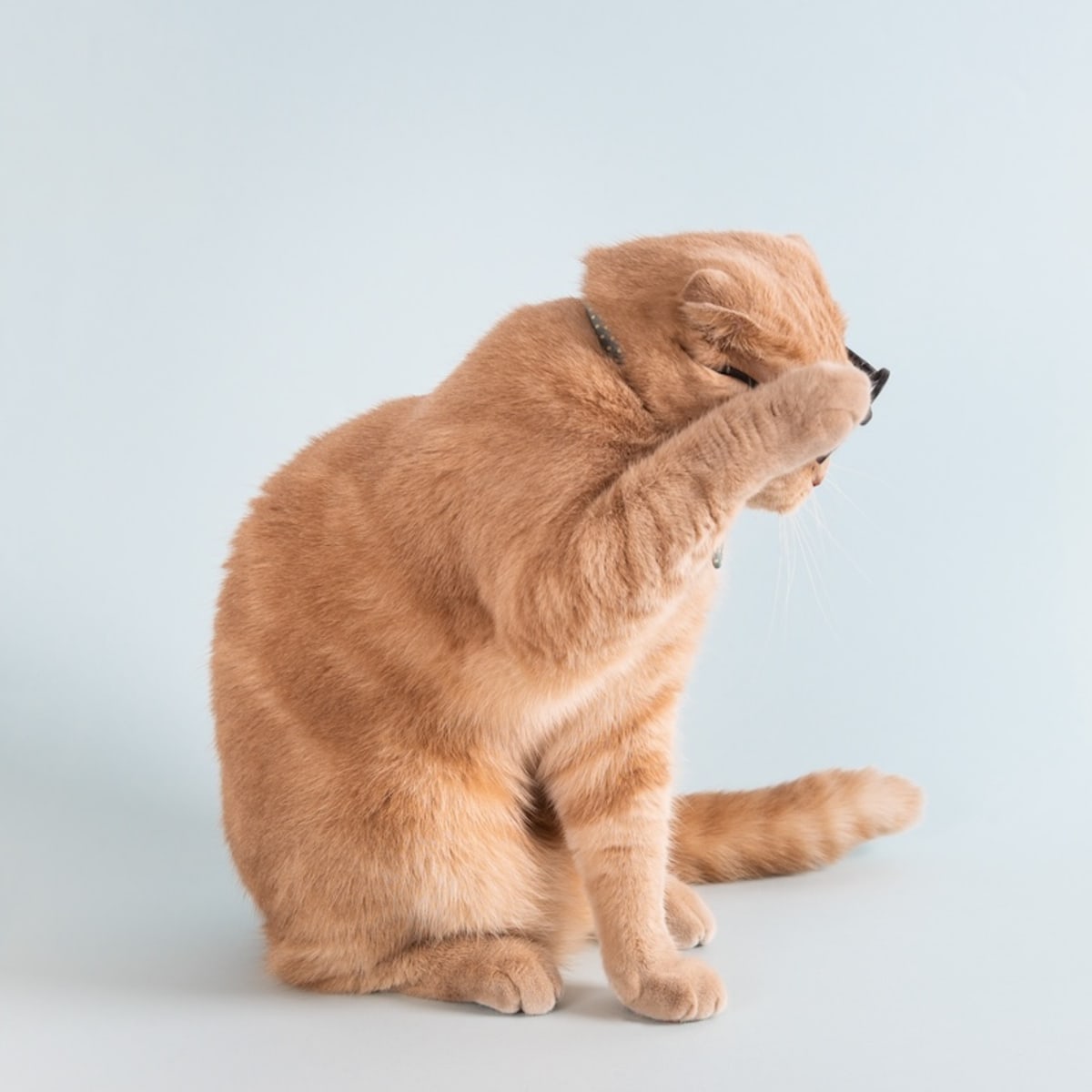 orange.jpg