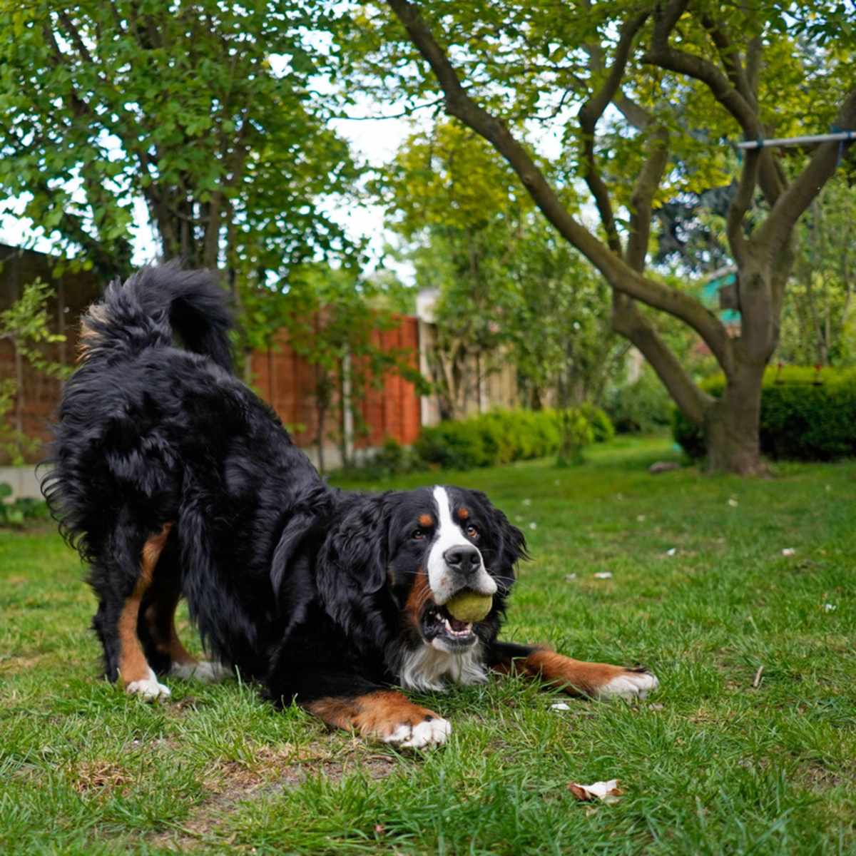 are bernese mountain dogs loyal