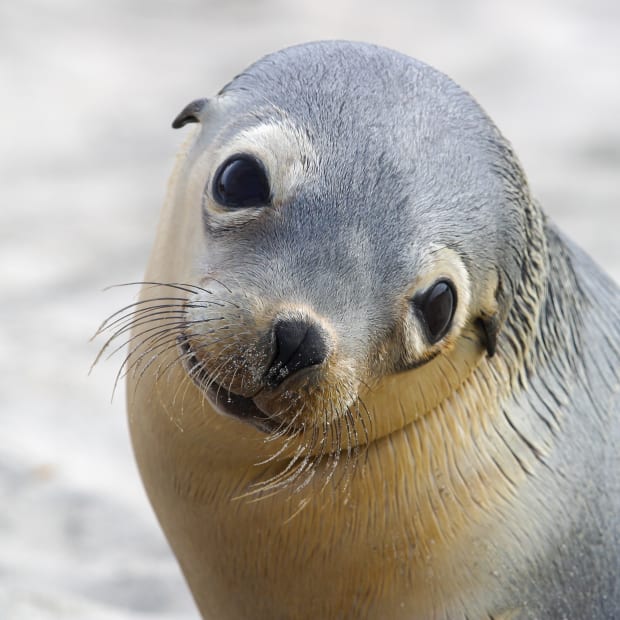 Close up photo of a sea lion