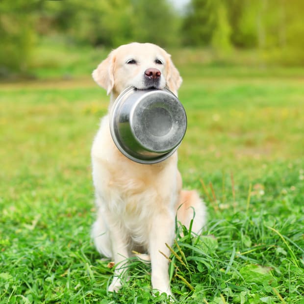 Golden Retriever sitting in grass and holding food bowl in mouth