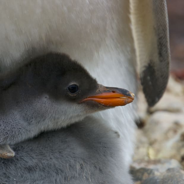Gentoo penguin chick nestled in adult penguin