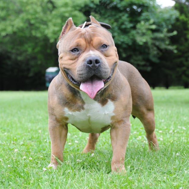 Brown and white American bully dog standing in grass