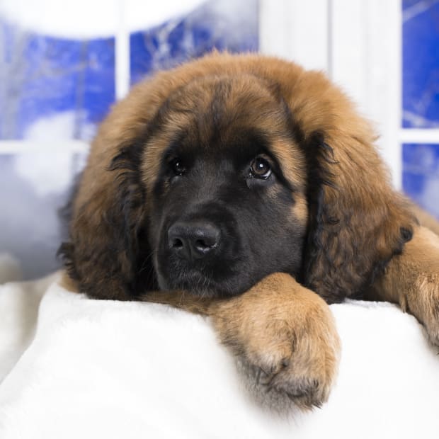 Leonberger puppy laying with head down