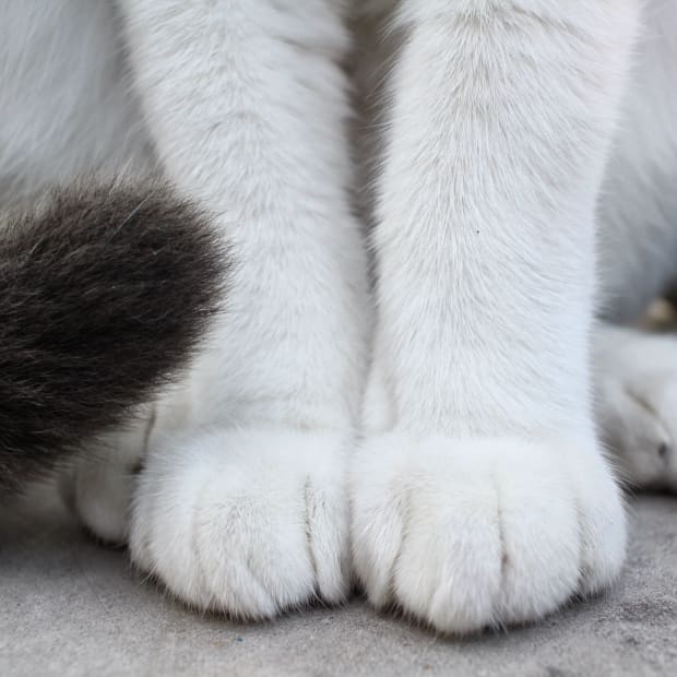 White cat feet with black tail