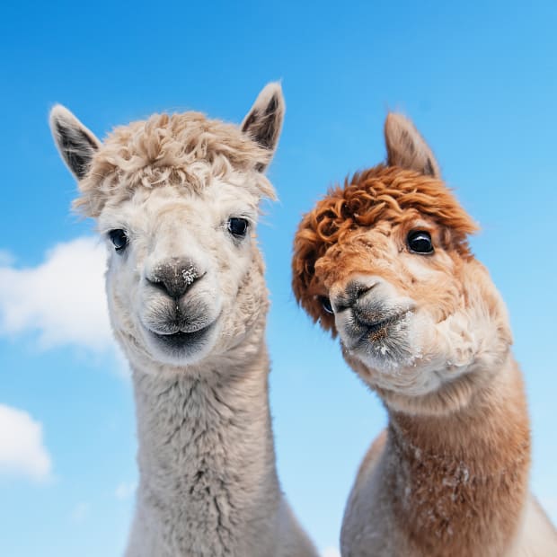 Two alpacas with sky as background