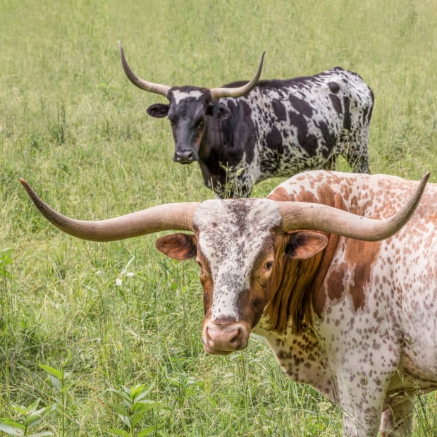 Two longhorn cows, one black and one brown with spots
