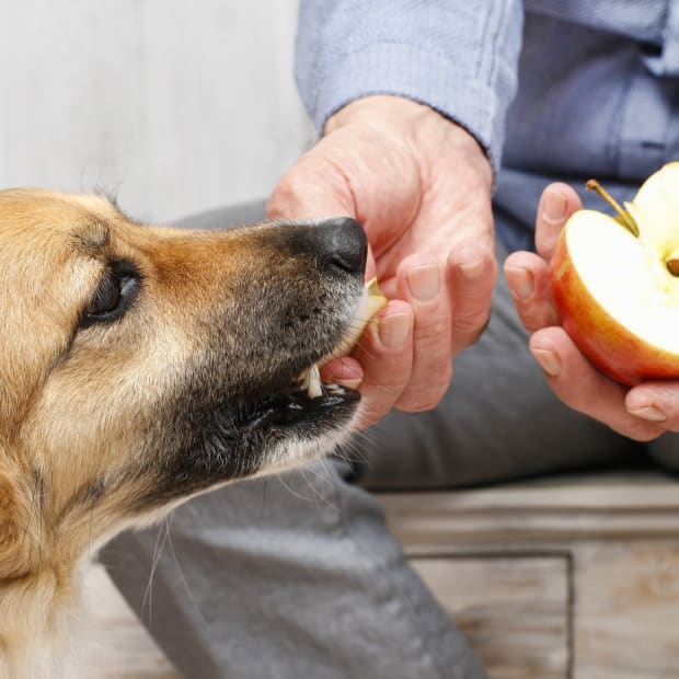 Dog being fed pieces of apple