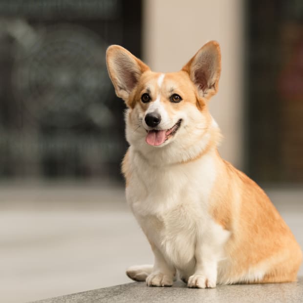 Corgi