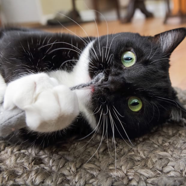 Black and white tuxedo cat plays with toy mouse on floor