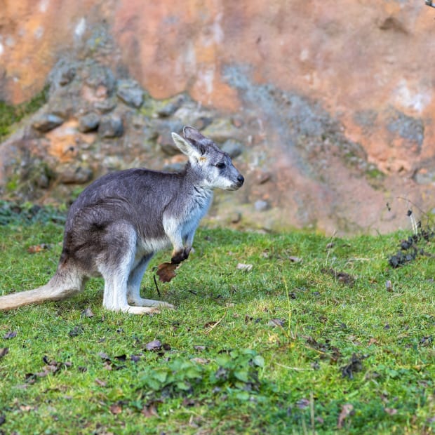 Endangered Tree Kangaroo Joey Makes Arrival at Zoo in Rhode Island - Parade  Pets