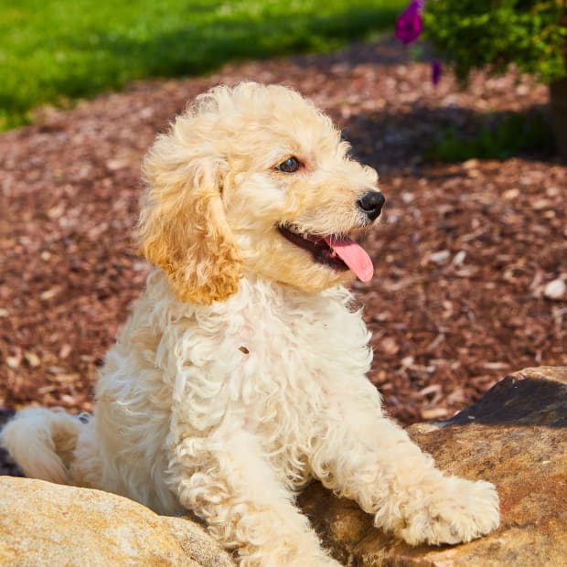 Little dog with curly fur