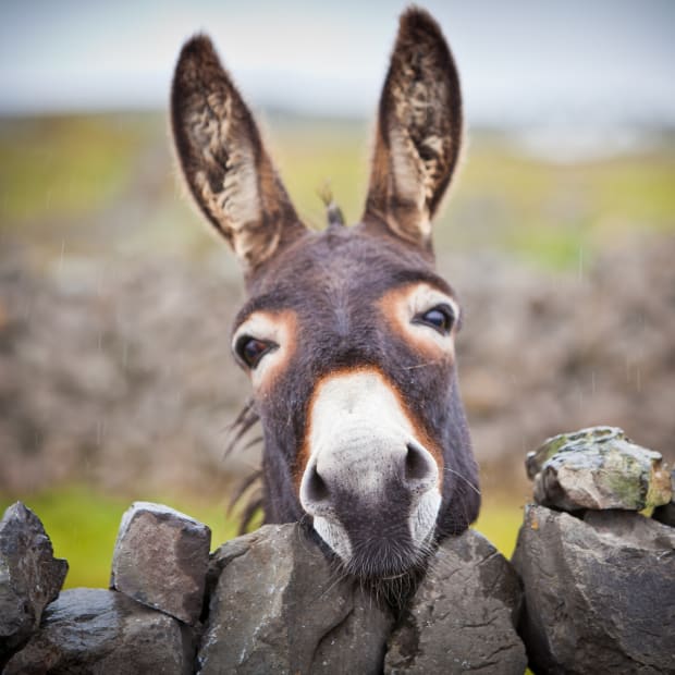 donkey smiling at the camera