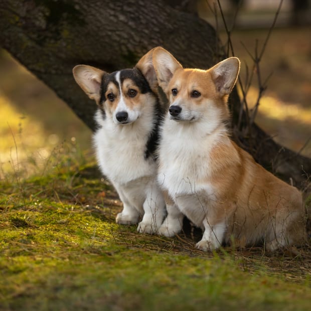 Two Corgis sit together outside under a tree
