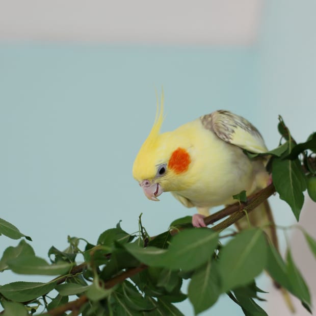 Cockatiel bird sitting in a tree branch
