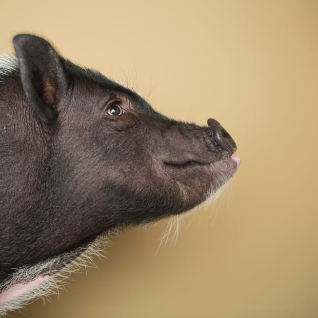 Black miniature pot-belly pig side profile looking to the right