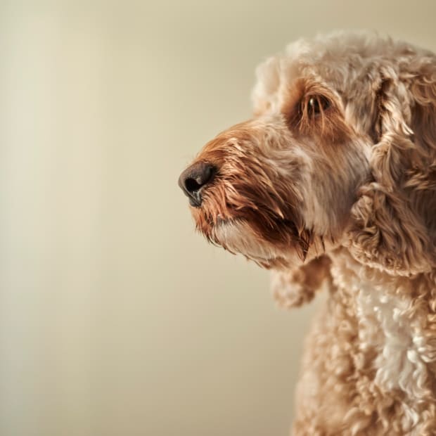 Cocker Spaniel Poodle mix side portraits, looking to the left