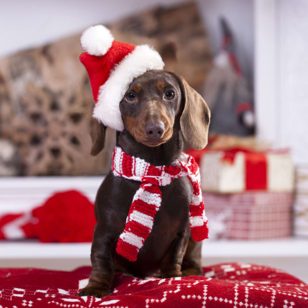 Dachshund wearing Santa hat with scarf