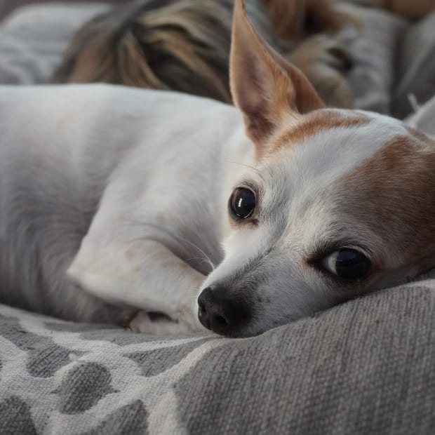 White and tan Chihuahua laying on bed