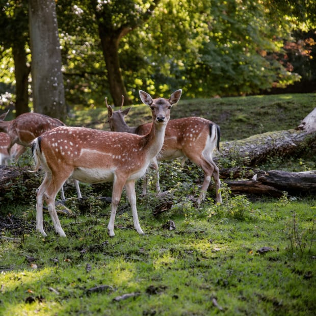 Group of deer standing on edge of forrest