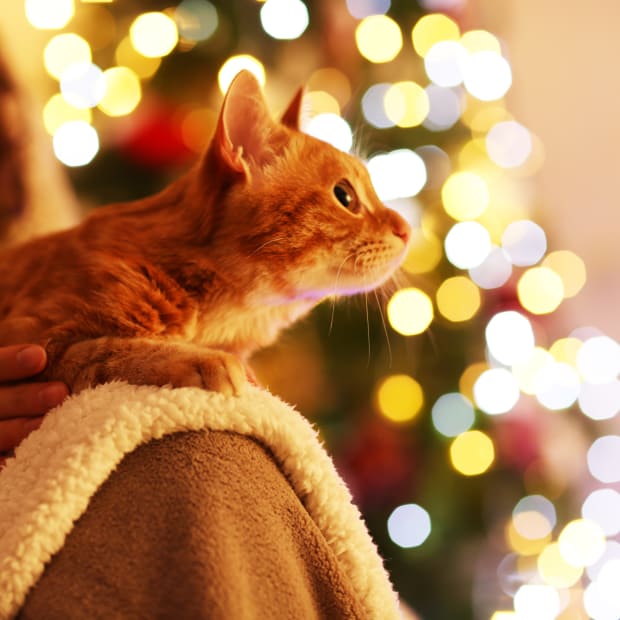 Orange tabby cat sits on human's lap and looks at Christmas lights in background