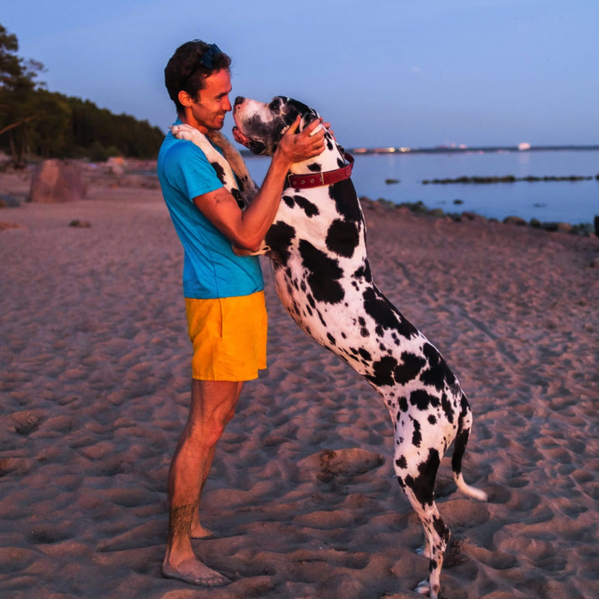 tallest dogs in the world