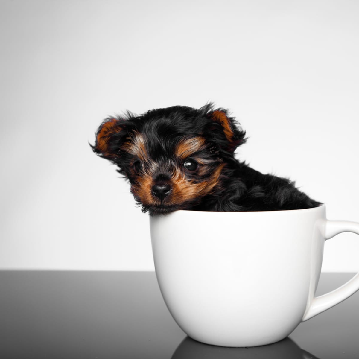 how do teacup puppies stay small