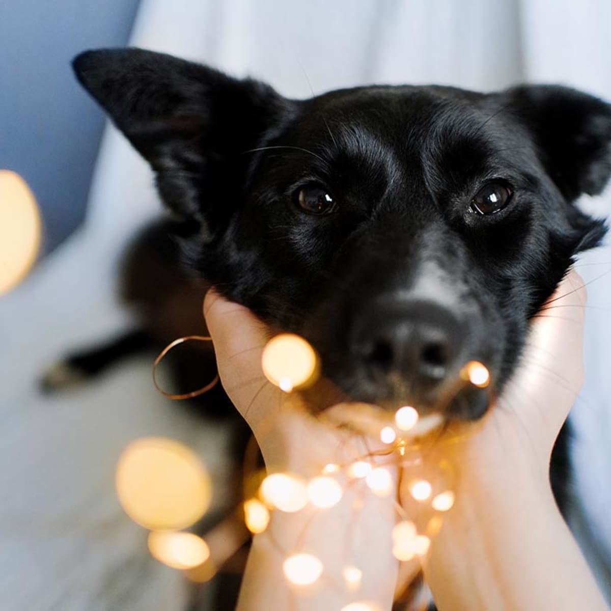 Meet 10 Stars Who Have Opened Their Hearts to Animals in Need — Celebrities  Who Foster Dogs and Cats - Parade Pets