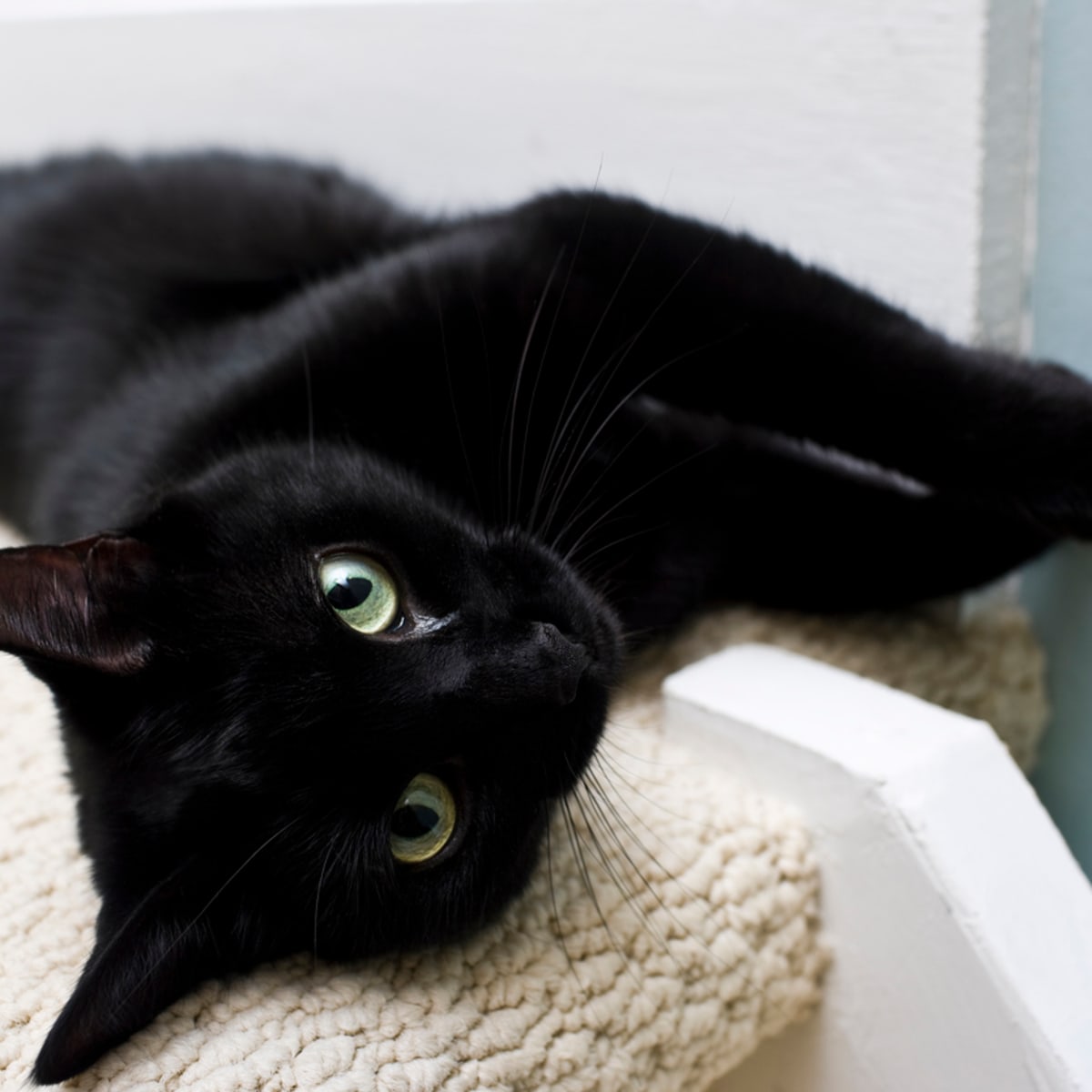 Black Burmese Cat Green Eyes