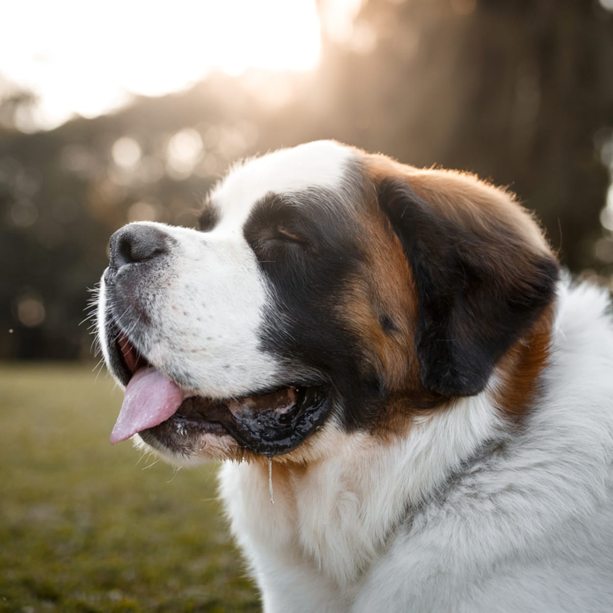 250 Big Dog Names - Parade Pets