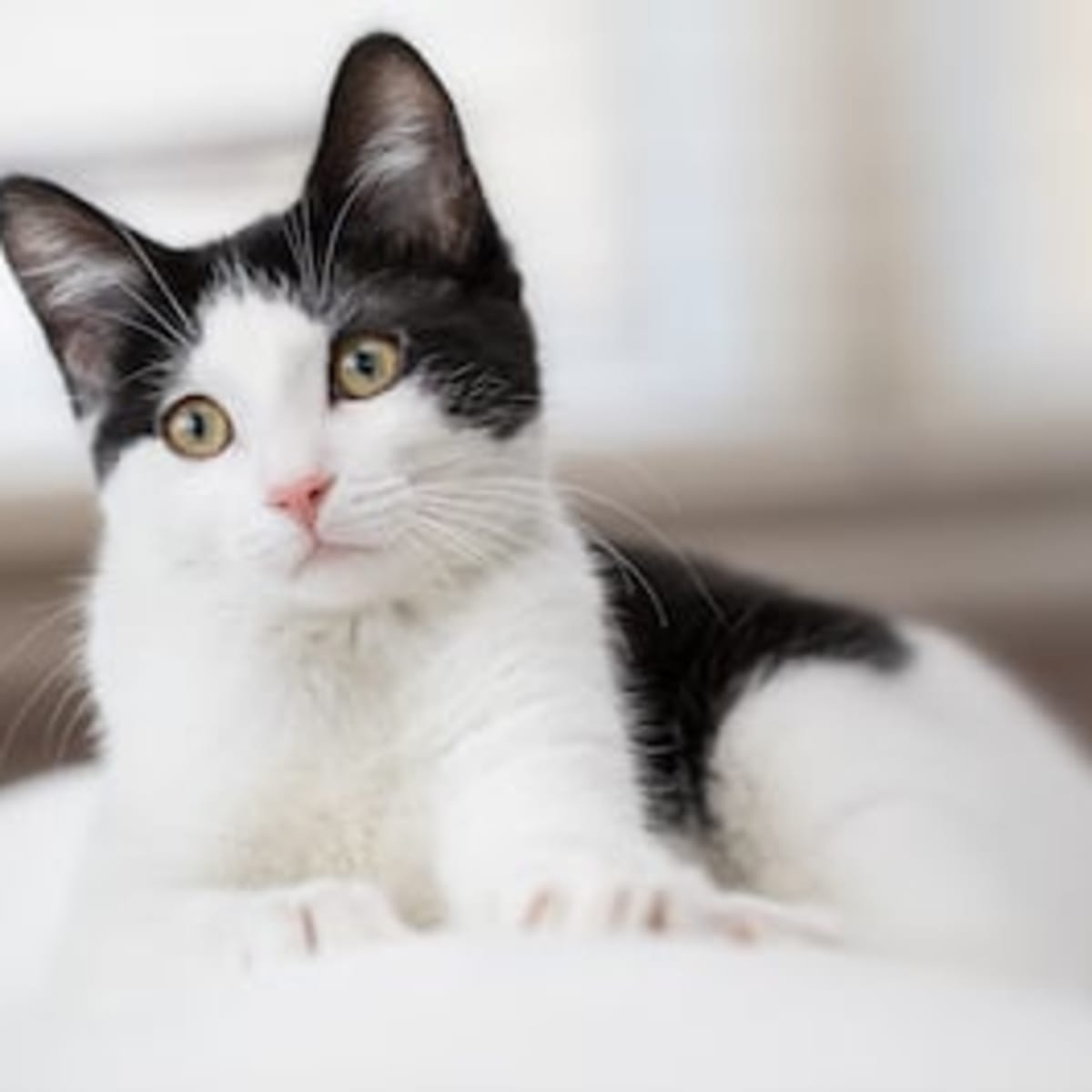 200 Best Black-and-White Cat Names - Parade Pets