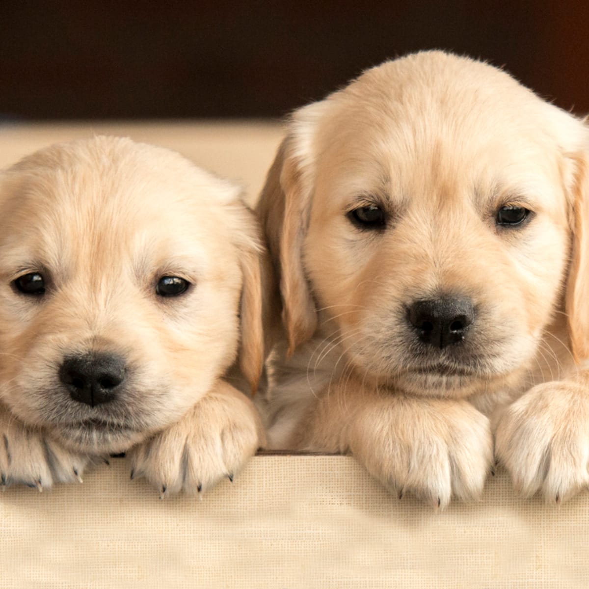 dolor Emperador Vista 30 Cutest Dog Breeds — See Cute Dogs & Puppies - Parade Pets