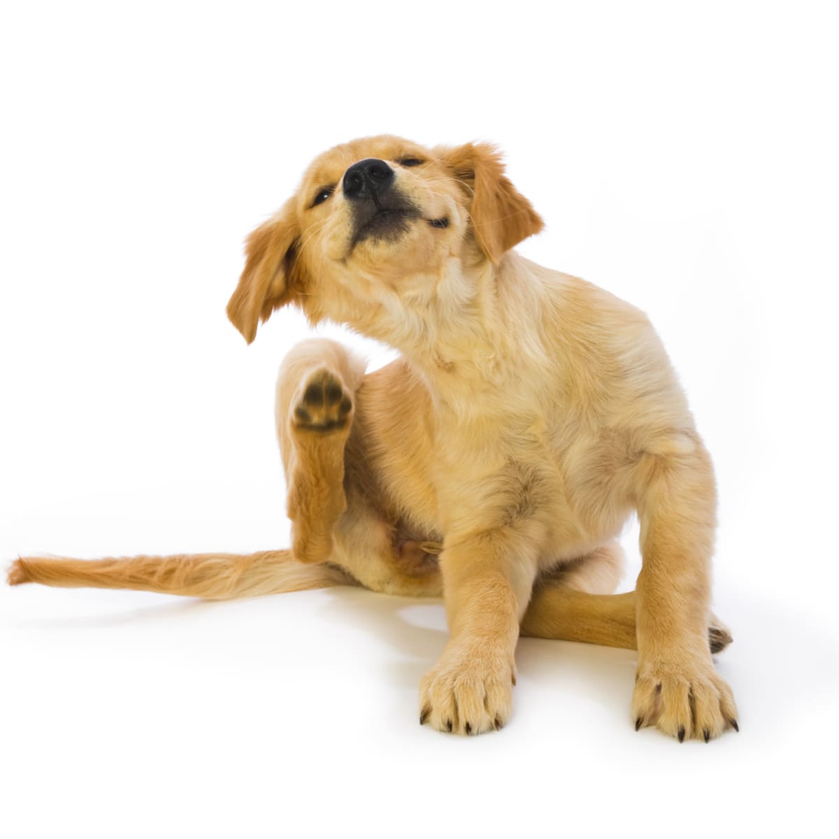 How To Get Rid Of Fleas On Dogs: Home Remedies, Prevention - Parade Pets