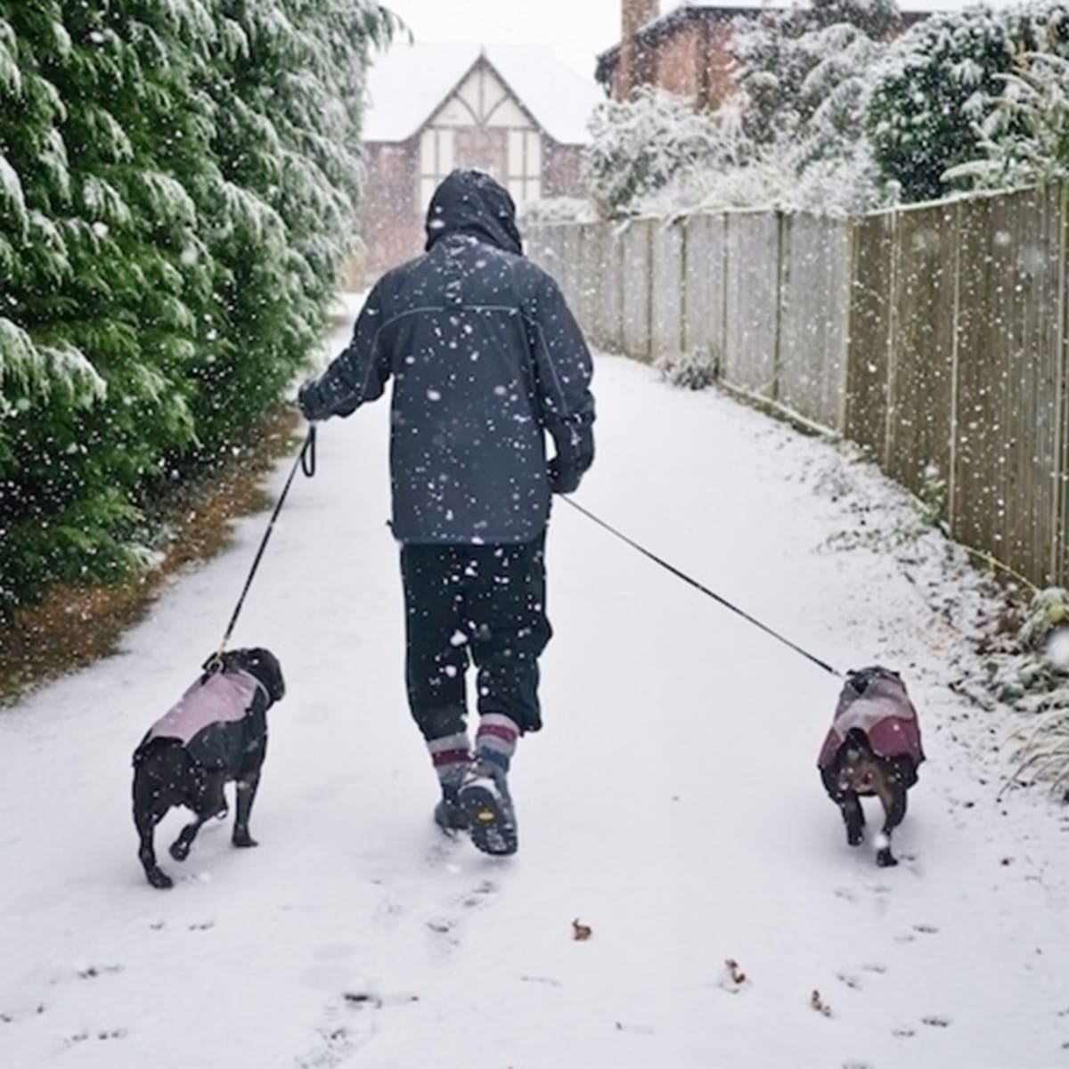 can you walk a dog in snow